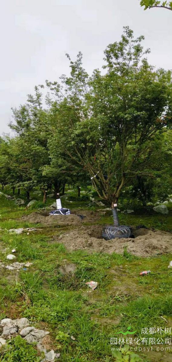 鸡爪槭价格370元，7公分鸡爪槭多少钱？